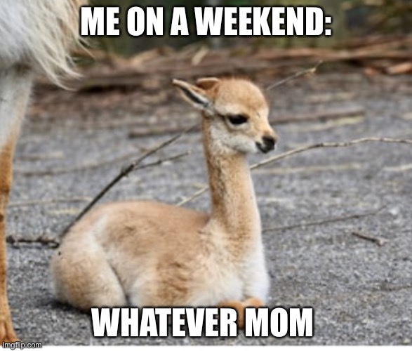 Y’all better be lazy on the weekend | ME ON A WEEKEND:; WHATEVER MOM | image tagged in lazy | made w/ Imgflip meme maker