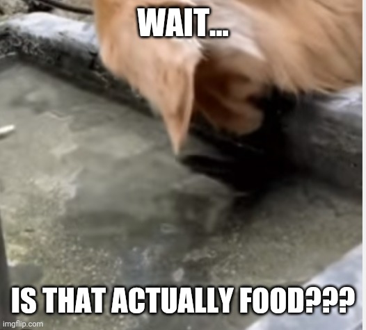 WAIT... IS THAT ACTUALLY FOOD??? | made w/ Imgflip meme maker