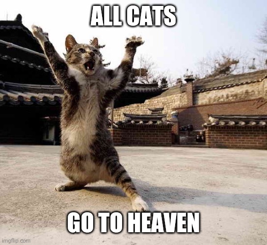 Ninja cat in stance | ALL CATS GO TO HEAVEN | image tagged in ninja cat in stance | made w/ Imgflip meme maker