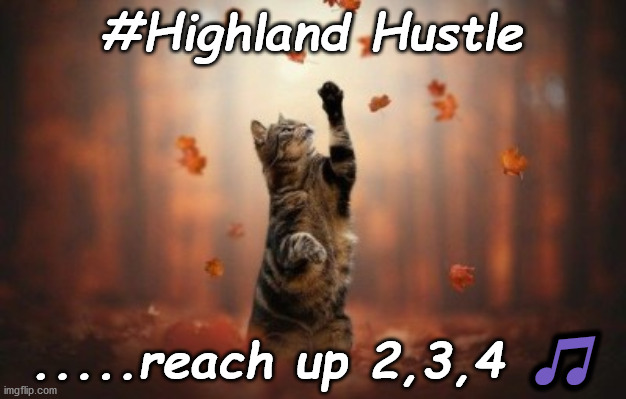 Reaching Kitten | #Highland Hustle; .....reach up 2,3,4 🎵 | image tagged in kitten,hustle,dance | made w/ Imgflip meme maker