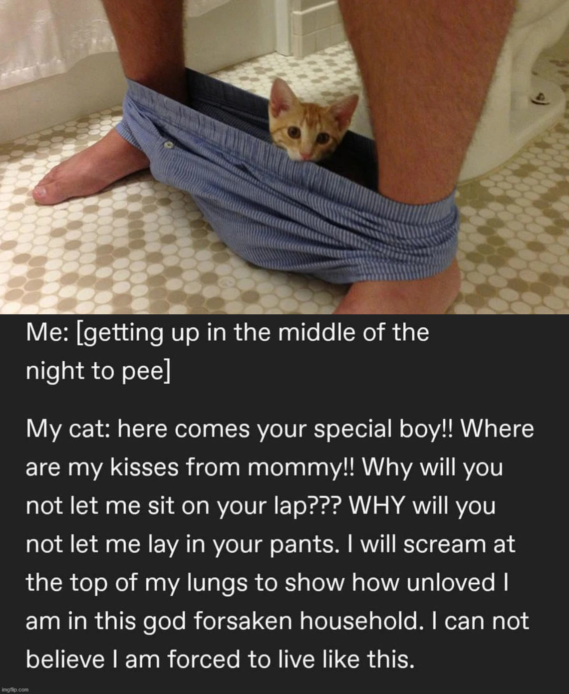 Getting out of bed at midnight. | image tagged in cats | made w/ Imgflip meme maker