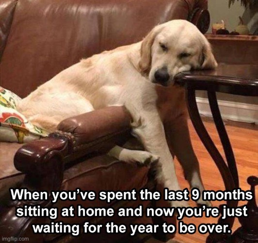 Can it just be over ?!?! | image tagged in memes,2020 sucks,dog,labrador,over it,depression | made w/ Imgflip meme maker