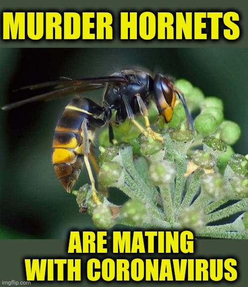 Coronahornets | MURDER HORNETS; ARE MATING WITH CORONAVIRUS | image tagged in covid-19,murder hornets | made w/ Imgflip meme maker