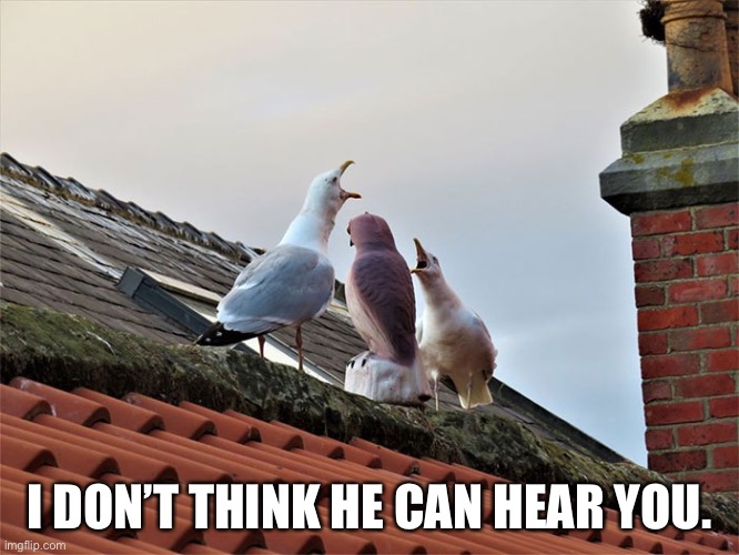 Dumb and Dumber | I DON’T THINK HE CAN HEAR YOU. | image tagged in funny memes,birds | made w/ Imgflip meme maker
