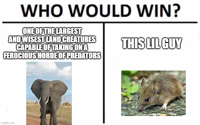 Who Would Win? | ONE OF THE LARGEST AND WISEST LAND CREATURES CAPABLE OF TAKING ON A FEROCIOUS HORDE OF PREDATORS; THIS LIL GUY | image tagged in memes,who would win | made w/ Imgflip meme maker