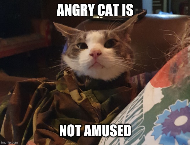 ANGRY CAT IS; NOT AMUSED | image tagged in grumpy cat | made w/ Imgflip meme maker