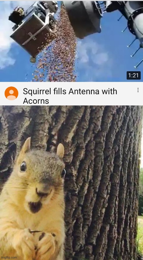 image tagged in acorns,nuts,squirrel,antenna | made w/ Imgflip meme maker
