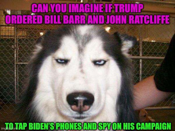 Barr and Durham Will Release Their Findings in 2024 | CAN YOU IMAGINE IF TRUMP ORDERED BILL BARR AND JOHN RATCLIFFE; TO TAP BIDEN’S PHONES AND SPY ON HIS CAMPAIGN | image tagged in seriously_husky,wtf,maga,trump 2020,obama,spygate | made w/ Imgflip meme maker