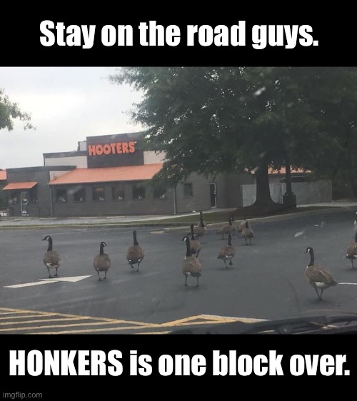 Honkers | Stay on the road guys. HONKERS is one block over. | image tagged in funny memes,geese,honkers | made w/ Imgflip meme maker