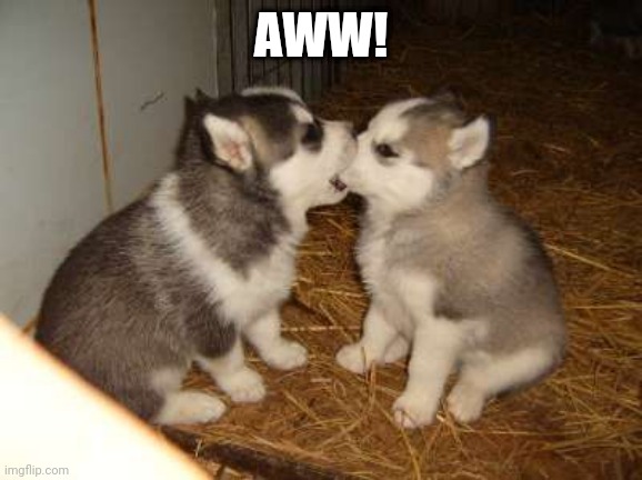 Cute Puppies |  AWW! | image tagged in memes,cute puppies | made w/ Imgflip meme maker