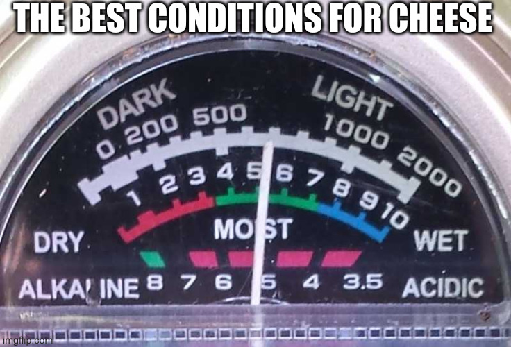 limit of cheese meme ability | THE BEST CONDITIONS FOR CHEESE | image tagged in moist | made w/ Imgflip meme maker