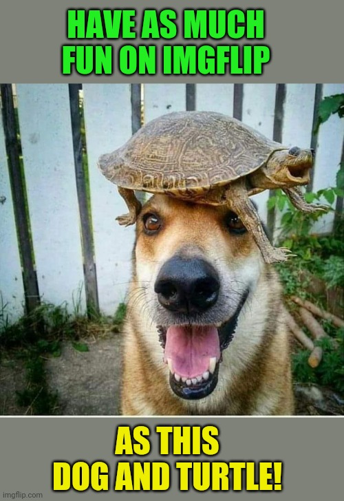 Turtle Dog Happy | HAVE AS MUCH FUN ON IMGFLIP; AS THIS DOG AND TURTLE! | image tagged in happiness,dogs,turtles,fun,imgflip | made w/ Imgflip meme maker