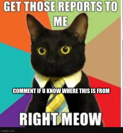 get those reports to me right meow | C0MMENT IF U KNOW WHERE THIS IS FROM | image tagged in cats,denis daily,memes,funny memes,funny,meow | made w/ Imgflip meme maker