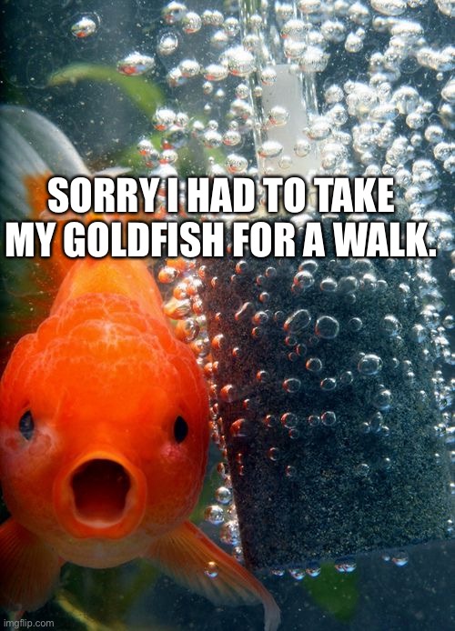 excited goldfish | SORRY I HAD TO TAKE MY GOLDFISH FOR A WALK. | image tagged in excited goldfish | made w/ Imgflip meme maker