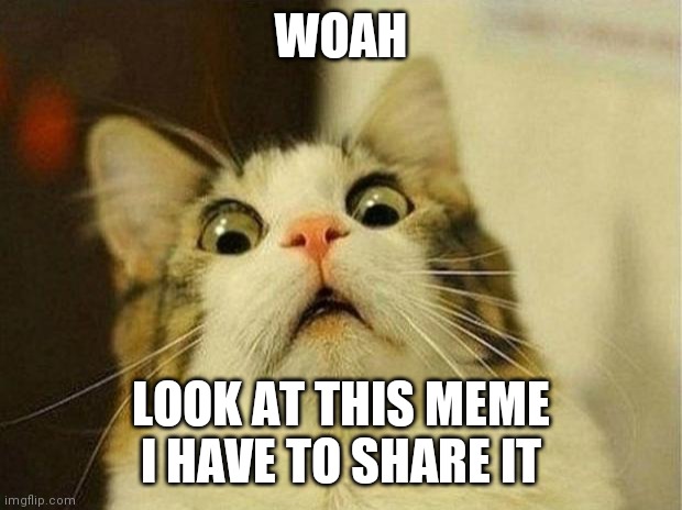 Scared Cat | WOAH; LOOK AT THIS MEME I HAVE TO SHARE IT | image tagged in memes,awesomeness | made w/ Imgflip meme maker