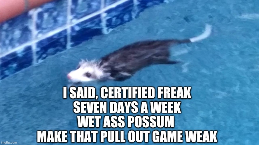 you're f*cking with some wet ass possum | I SAID, CERTIFIED FREAK
SEVEN DAYS A WEEK
WET ASS POSSUM 
MAKE THAT PULL OUT GAME WEAK | image tagged in wap,possum,rap,i have achieved comedy,funny | made w/ Imgflip meme maker