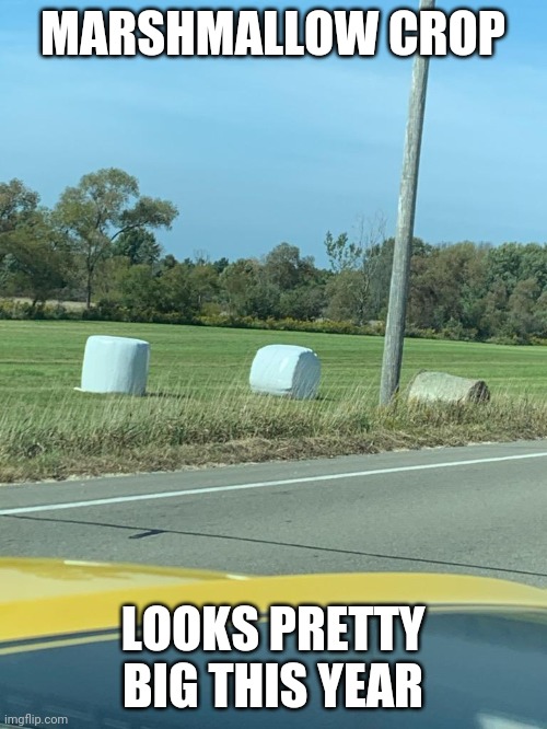 All organic vegan marshmallows | MARSHMALLOW CROP; LOOKS PRETTY BIG THIS YEAR | image tagged in funny memes,marshmallow | made w/ Imgflip meme maker