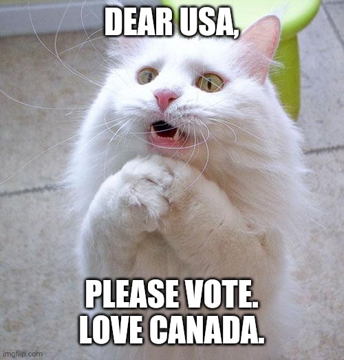Begging Cat | DEAR USA, PLEASE VOTE. LOVE CANADA. | image tagged in begging cat,vote,anti-trump,usa | made w/ Imgflip meme maker