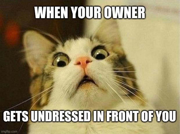 ? | WHEN YOUR OWNER; GETS UNDRESSED IN FRONT OF YOU | image tagged in memes,scared cat | made w/ Imgflip meme maker