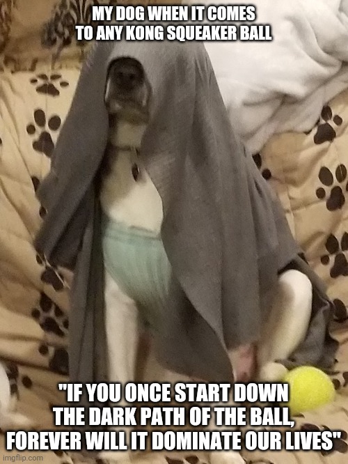 Darkside Dog | MY DOG WHEN IT COMES TO ANY KONG SQUEAKER BALL; "IF YOU ONCE START DOWN THE DARK PATH OF THE BALL, FOREVER WILL IT DOMINATE OUR LIVES" | image tagged in star wars,doggo,funny dogs | made w/ Imgflip meme maker