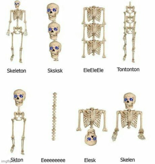 Skeleton | image tagged in skeleton | made w/ Imgflip meme maker