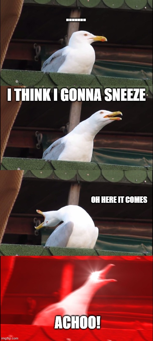 Inhaling Seagull | ....... I THINK I GONNA SNEEZE; OH HERE IT COMES; ACHOO! | image tagged in memes,inhaling seagull | made w/ Imgflip meme maker