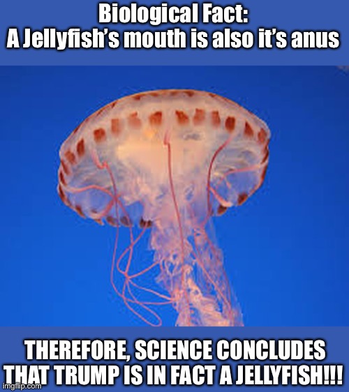 Science has Concluded | Biological Fact:
A Jellyfish’s mouth is also it’s anus; THEREFORE, SCIENCE CONCLUDES THAT TRUMP IS IN FACT A JELLYFISH!!! | image tagged in jellyfish,donald trump,anus,mouth | made w/ Imgflip meme maker