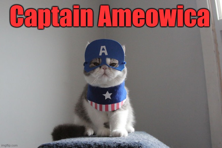 Captain Ameowica | Captain Ameowica | image tagged in funny memes,funny cats,funny cat memes | made w/ Imgflip meme maker