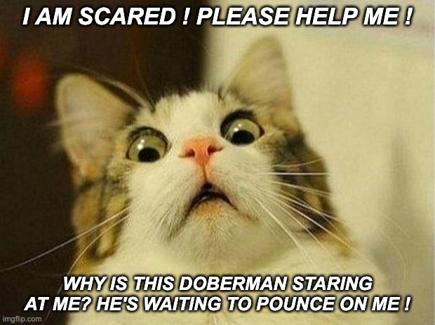 Scared Cat | I AM SCARED ! PLEASE HELP ME ! WHY IS THIS DOBERMAN STARING AT ME? HE'S WAITING TO POUNCE ON ME ! | image tagged in memes,scared cat | made w/ Imgflip meme maker