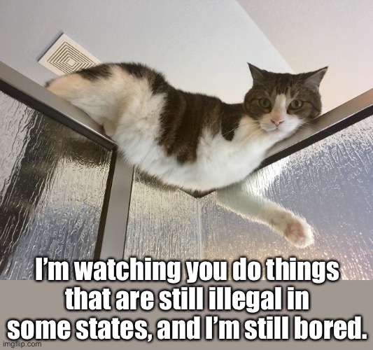 Voyeur | I’m watching you do things that are still illegal in some states, and I’m still bored. | image tagged in funny memes,funny cats,funny cat memes | made w/ Imgflip meme maker