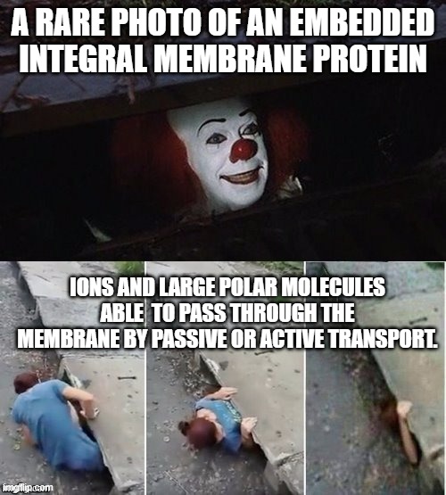 Pennywise | A RARE PHOTO OF AN EMBEDDED INTEGRAL MEMBRANE PROTEIN; IONS AND LARGE POLAR MOLECULES ABLE  TO PASS THROUGH THE MEMBRANE BY PASSIVE OR ACTIVE TRANSPORT. | image tagged in pennywise | made w/ Imgflip meme maker