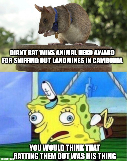 explosive smell | GIANT RAT WINS ANIMAL HERO AWARD FOR SNIFFING OUT LANDMINES IN CAMBODIA; YOU WOULD THINK THAT RATTING THEM OUT WAS HIS THING | image tagged in memes,mocking spongebob,rat | made w/ Imgflip meme maker
