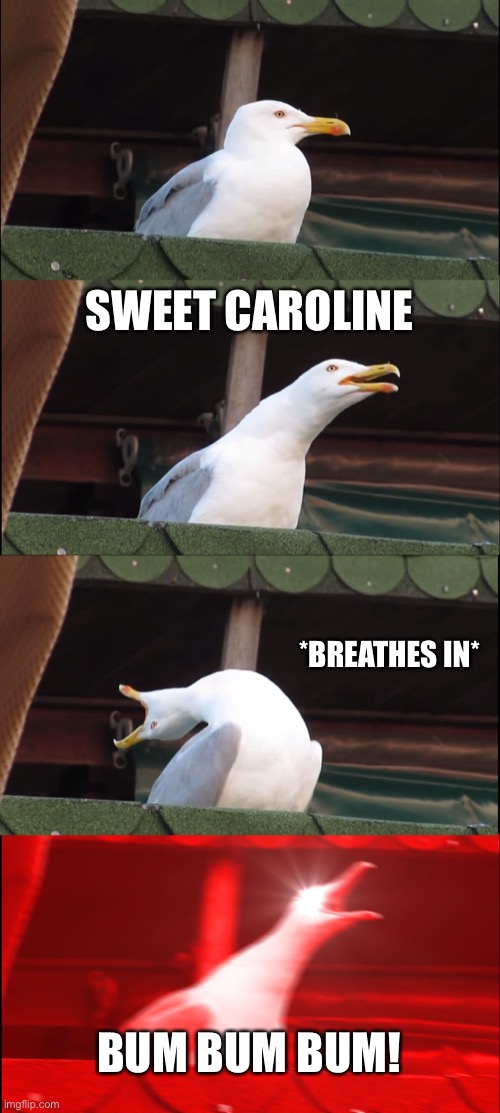 *breathes in* | SWEET CAROLINE; *BREATHES IN*; BUM BUM BUM! | image tagged in memes,inhaling seagull | made w/ Imgflip meme maker