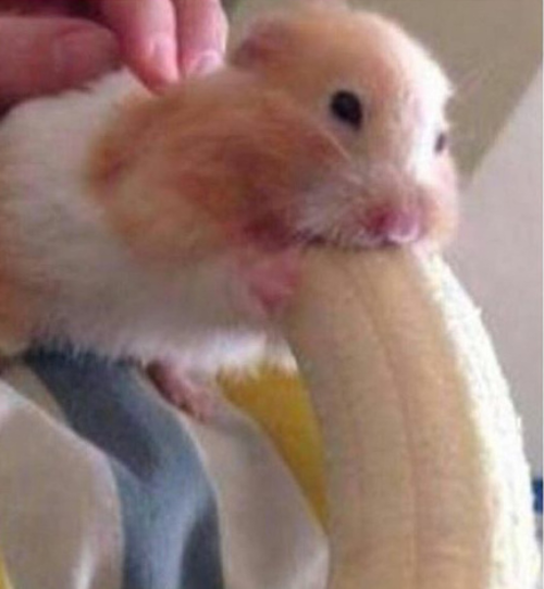High Quality hamster banana Blank Meme Template