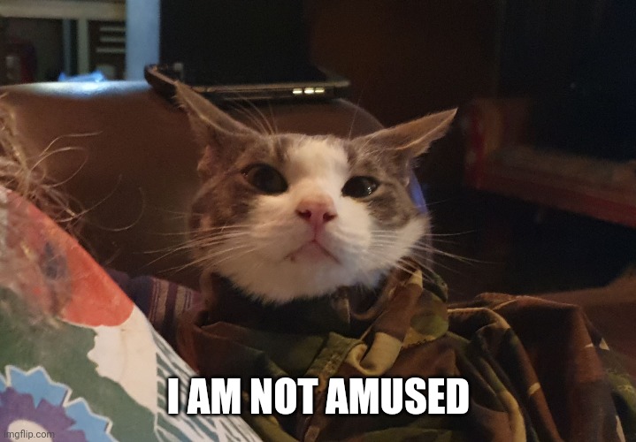 Cat in sleave. | I AM NOT AMUSED | image tagged in cat | made w/ Imgflip meme maker