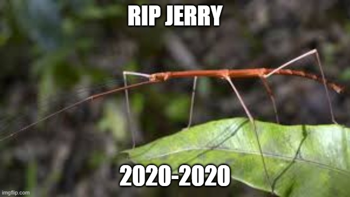 rest in peace jerry | RIP JERRY; 2020-2020 | image tagged in rip | made w/ Imgflip meme maker