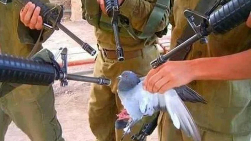 pigeon surrounded by guns Blank Meme Template