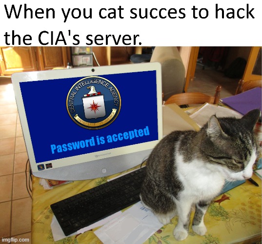 This cat is the best on the computer. | image tagged in cat,hacking | made w/ Imgflip meme maker
