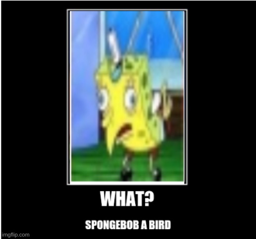 bird | image tagged in funny | made w/ Imgflip meme maker