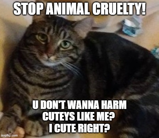 I Wil ReLAx ANd BE CuT FOR ETuRnITY | STOP ANIMAL CRUELTY! U DON'T WANNA HARM
CUTEYS LIKE ME? 
I CUTE RIGHT? | image tagged in i wil relax and be cut for eturnity | made w/ Imgflip meme maker