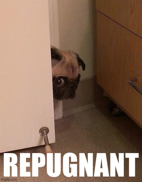 Guilty Pug | REPUGNANT | image tagged in guilty pug | made w/ Imgflip meme maker