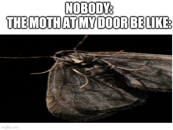 Moths be like | NOBODY:
THE MOTH AT MY DOOR BE LIKE: | image tagged in moth,funny,fyp,night,gross,haha | made w/ Imgflip meme maker