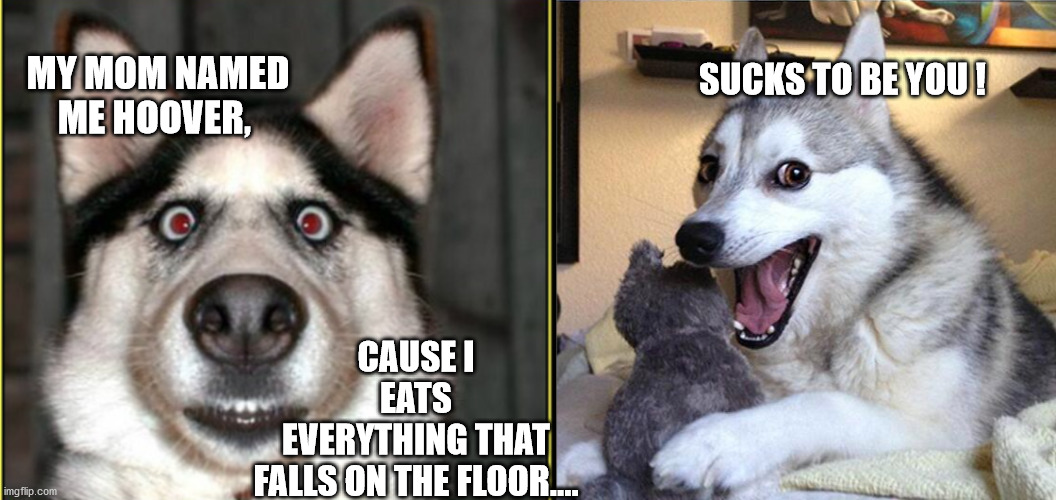 Sucks to be You | SUCKS TO BE YOU ! MY MOM NAMED ME HOOVER, CAUSE I EATS EVERYTHING THAT FALLS ON THE FLOOR.... | image tagged in pun dog - husky | made w/ Imgflip meme maker