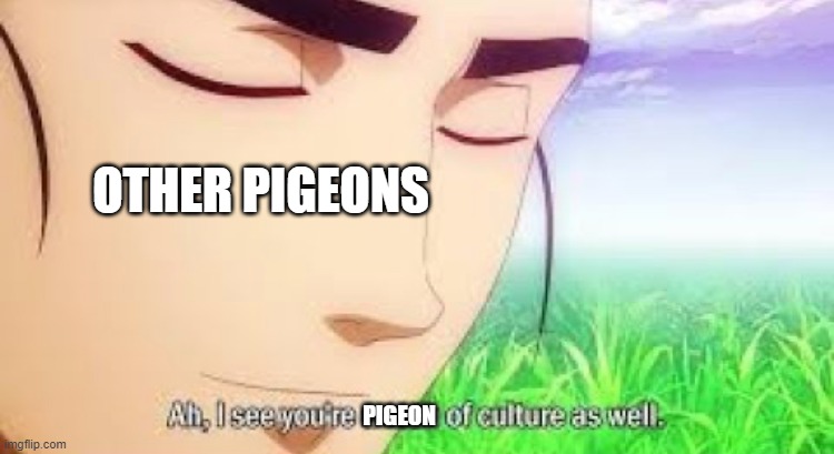 Ah i see your a man of culture as well | OTHER PIGEONS PIGEON | image tagged in ah i see your a man of culture as well | made w/ Imgflip meme maker
