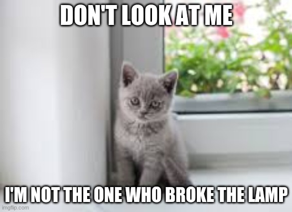 gray kitten staring | DON'T LOOK AT ME; I'M NOT THE ONE WHO BROKE THE LAMP | image tagged in gray kitten staring,kitten,cute kitten,cute cat | made w/ Imgflip meme maker
