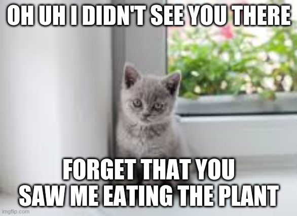 gray kitten staring | OH UH I DIDN'T SEE YOU THERE; FORGET THAT YOU SAW ME EATING THE PLANT | image tagged in gray kitten staring,kitten | made w/ Imgflip meme maker