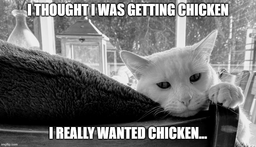 Sad cat | I THOUGHT I WAS GETTING CHICKEN; I REALLY WANTED CHICKEN... | image tagged in banjo's not happy | made w/ Imgflip meme maker
