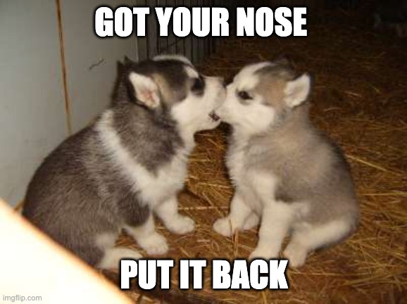 Cute Puppies | GOT YOUR NOSE; PUT IT BACK | image tagged in memes,cute puppies | made w/ Imgflip meme maker