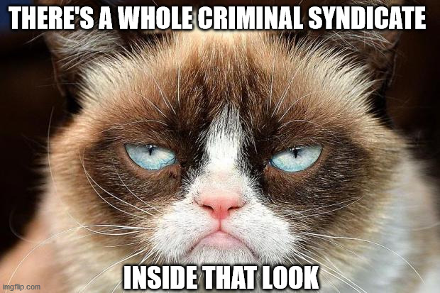 Grumpy Cat Not Amused | THERE'S A WHOLE CRIMINAL SYNDICATE; INSIDE THAT LOOK | image tagged in memes,grumpy cat not amused,grumpy cat | made w/ Imgflip meme maker