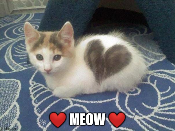 cute cat heart | ❤️️ MEOW ❤️️ | image tagged in cute cat heart | made w/ Imgflip meme maker